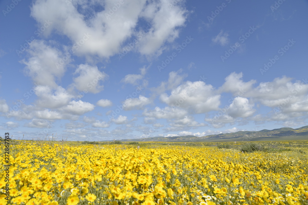 Field of flowers