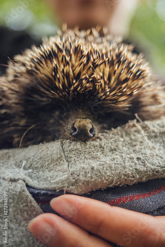 European forest hedgehog in hand with gloves