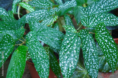 begonia albopicta green spotted leaves  photo