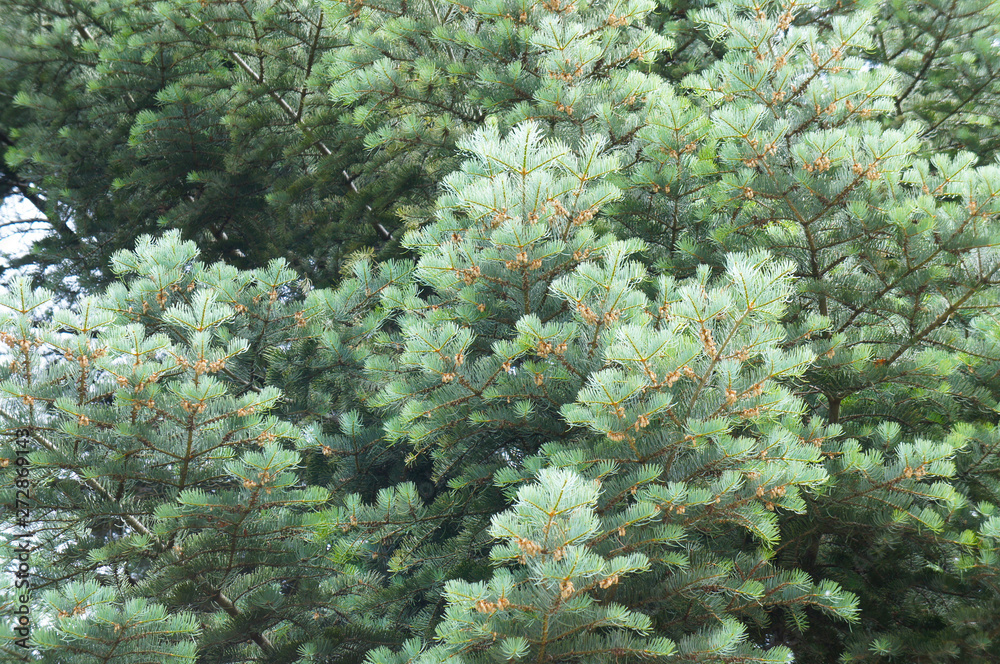 picea pungens blue spruce plant picea pungens blue spruce plant