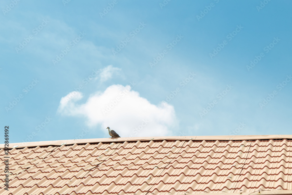 birds on a red rooftop with a blue sky birds on a red rooftop with a blue sky