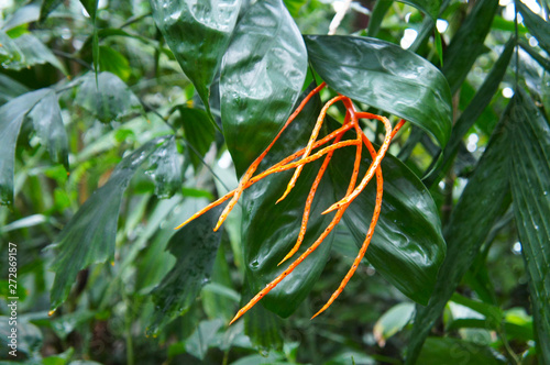 Chamaedorea tepejilote or pacaya palm plant photo