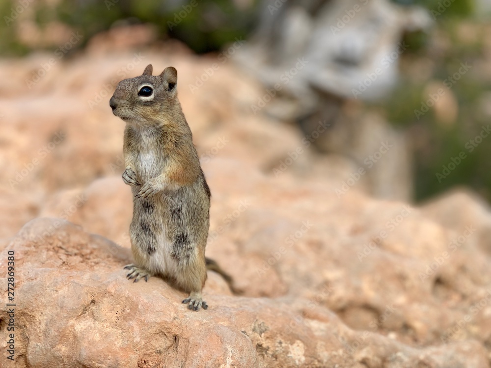 Squirrel at Bryce Canyon Squirrel at Bryce Canyon