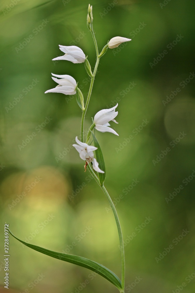Weißblühendes Rotes Waldvöglein (Cephalanthera rubra f. alba ) Weißblühendes Rotes Waldvöglein (Cephalanthera rubra f. alba )