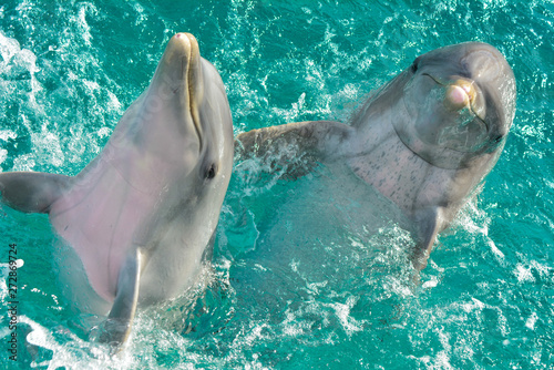 Two playful dolfins off the coast of Cancun, Mexico