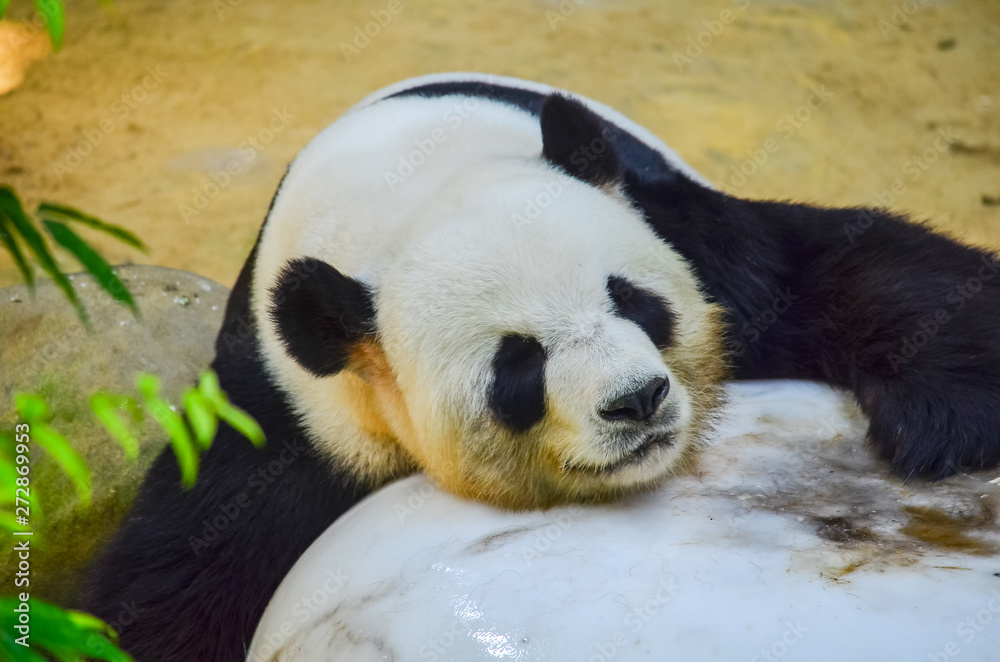 Obraz premium Panda