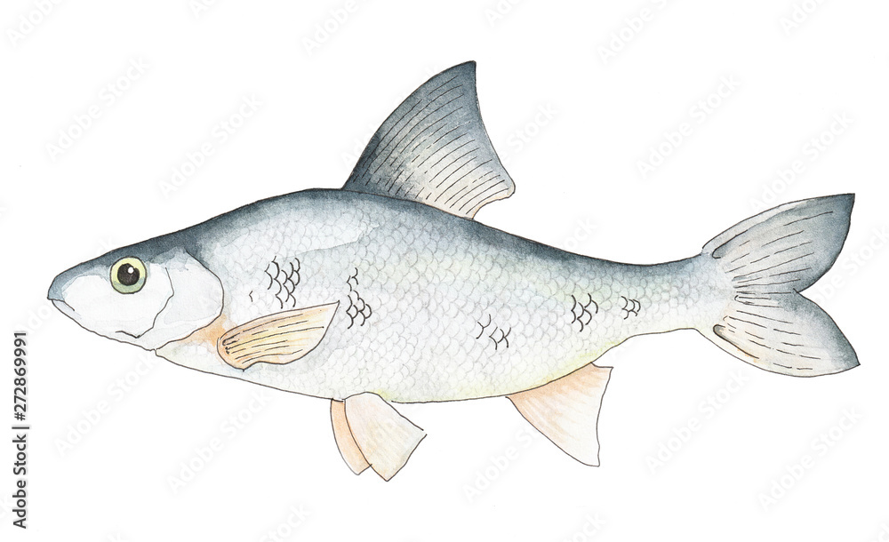 fish sea river salmon watercolor pen isolated