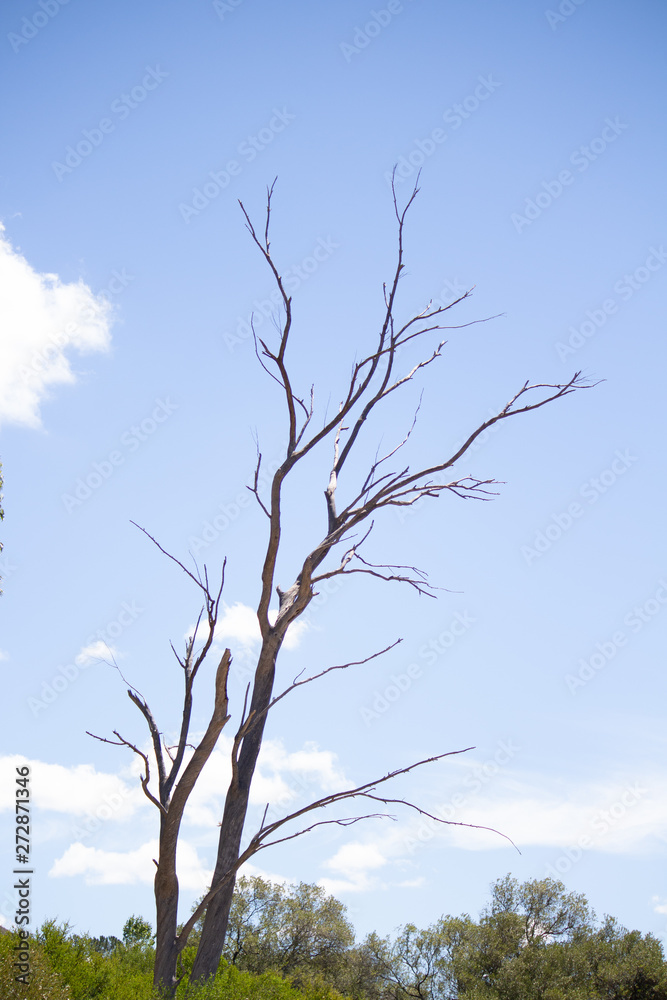 Fototapeta premium Old tree