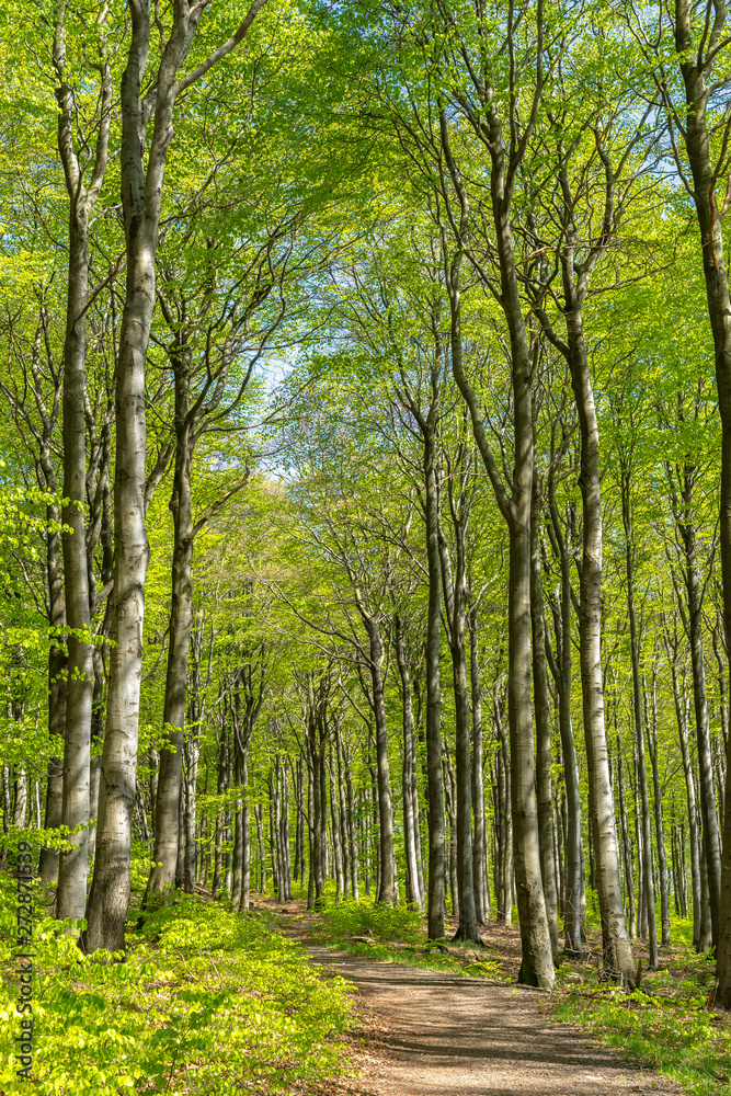 Beech wood in sunny springtime