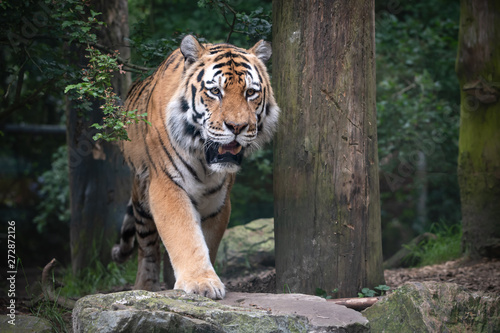 Siberian Tiger