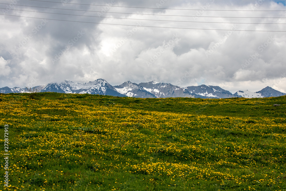 Panorama of untouched landscapes in the Austrian Alps with yellow flowers on a mountain meadow