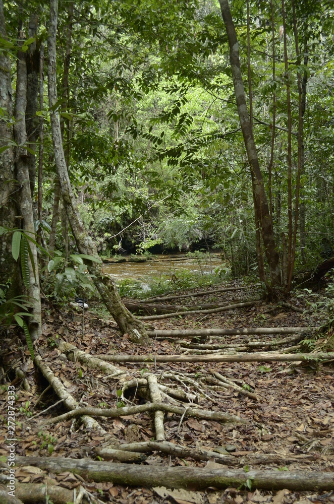 Obraz premium path in the forest
