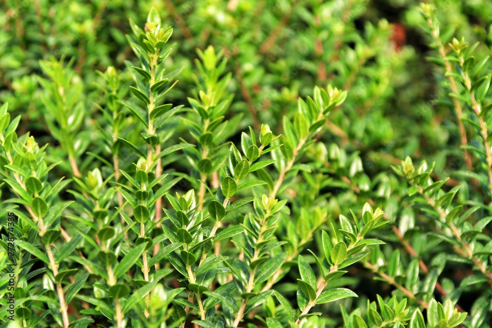 Myrtus Communis plant in the garden Myrtus Communis plant in the garden