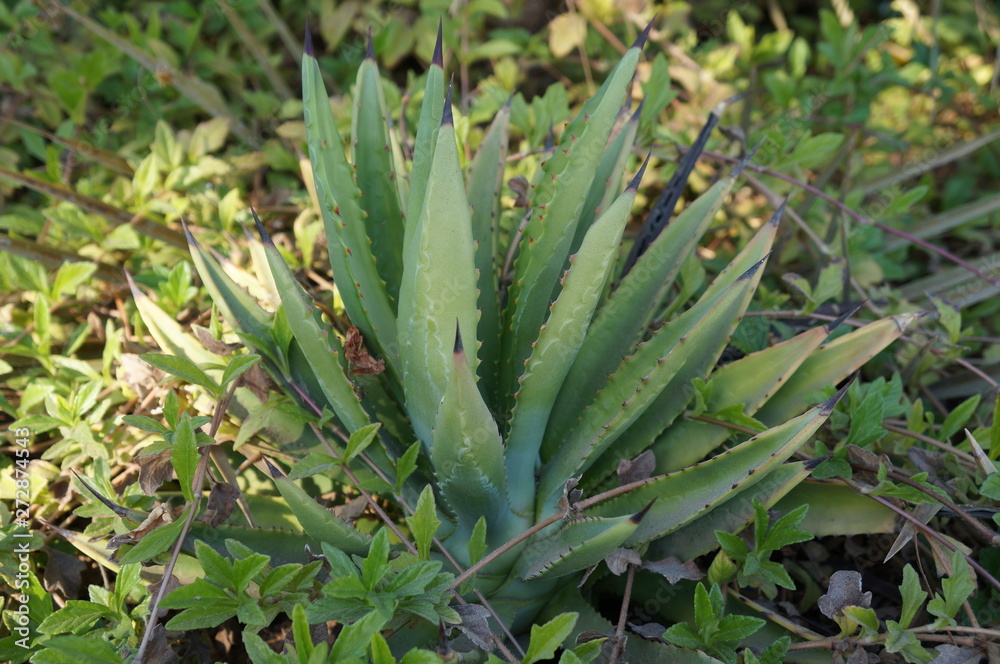 Agave small plant Agave small plant