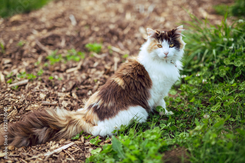 Φωτογραφία Fluffy calico cat outside on a farm