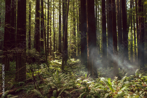 Fog and light rays in the redwood forests of Northern California