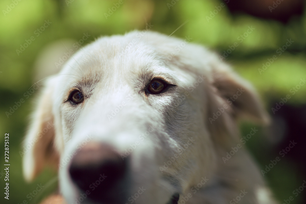 Close up of a Great Pyrenees dog