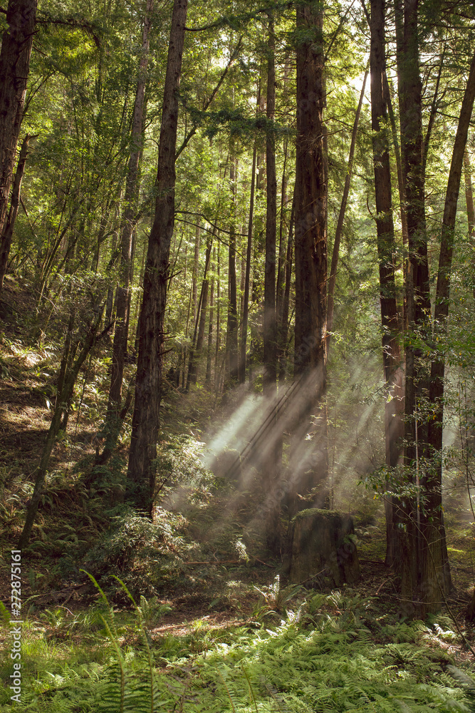 Fototapeta premium Fog and light rays in the redwood forests of Northern California