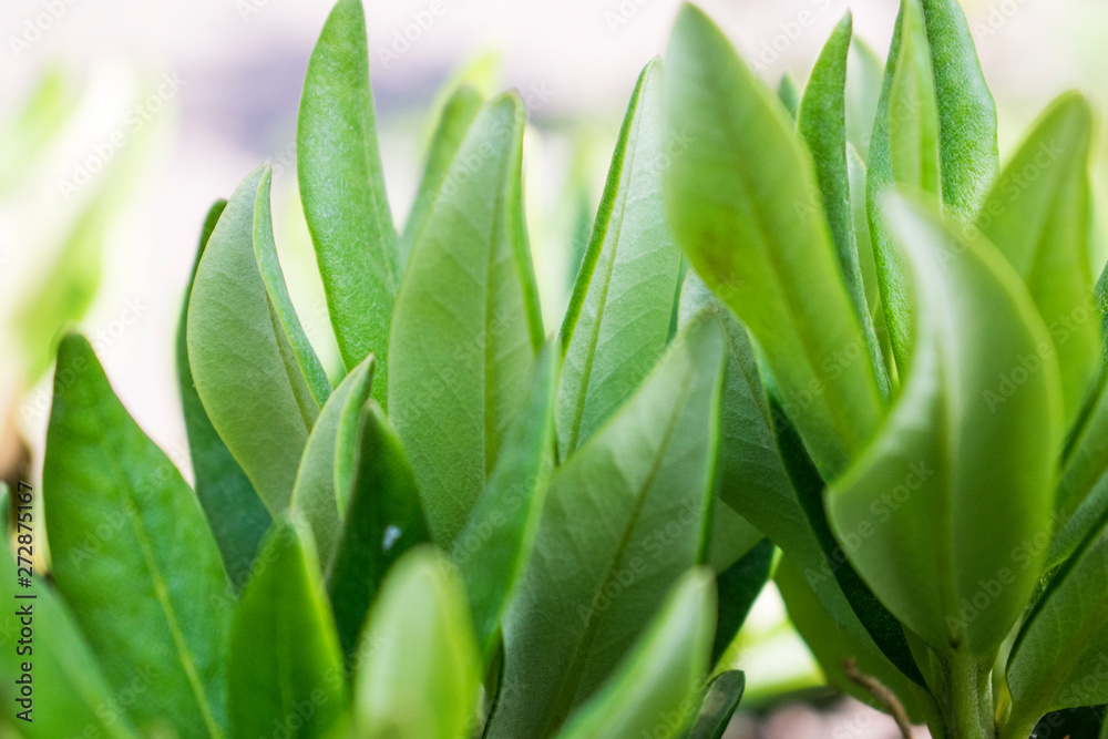 Green leaves macro photo. Natural close up photo. Green leaves macro photo. Natural close up photo.