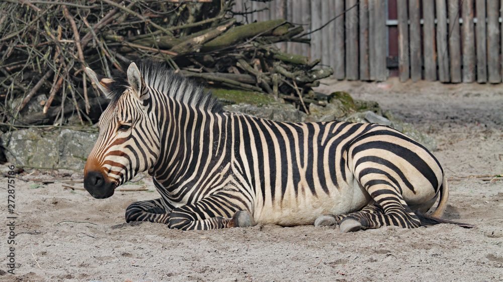 Fototapeta premium Zebra
