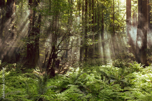 Fototapeta Naklejka Na Ścianę i Meble -  Fog and light rays in the redwood forests of Northern California