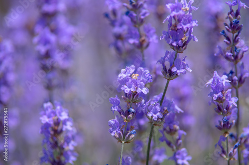 Lavender flowers on the field in the afternoon.
