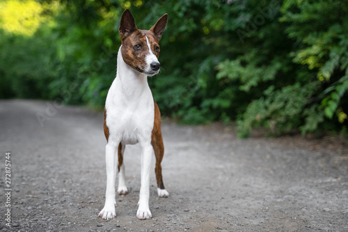 Portrait of a red basenji standing in a park not against a background of green trees in summer. Basenji Kongo Terrier Dog.