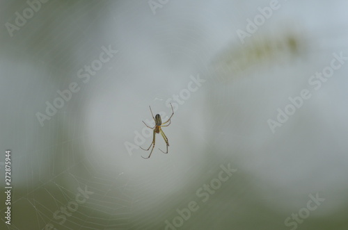 spider on web © Mandgog
