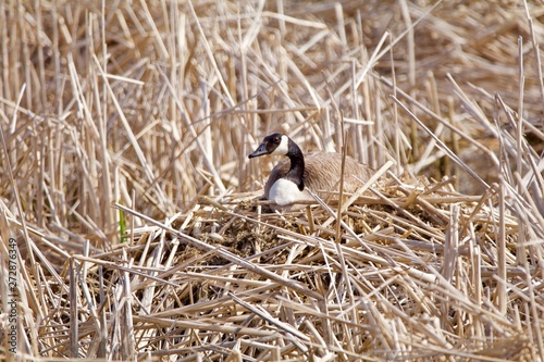 Nesting Mother Goose