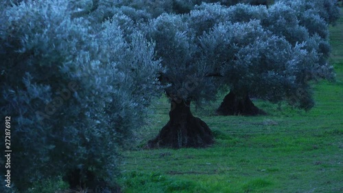 Olive (Olea europaea), Sierra de las Nieves National Park, Málaga, Andalusia, Spain, Europe