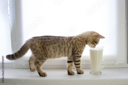 The kitten drinks milk, Cute Scottish kitten. Warmth and comfort