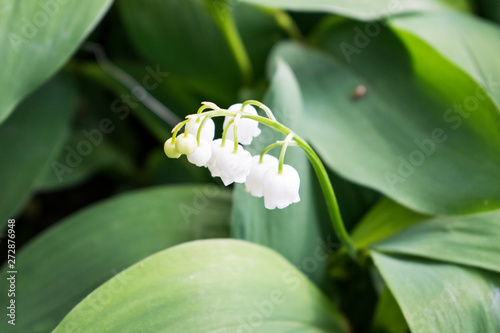 Lily of the valley convallaria majalis flowers in the forest. Summer closeup. Green leaves and white flowers.