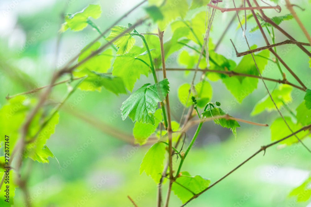 Naklejka premium vine in spring the first leaves of the first grapes