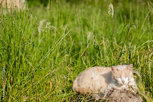 Cat sitting in a meadow © Embreuš Marko