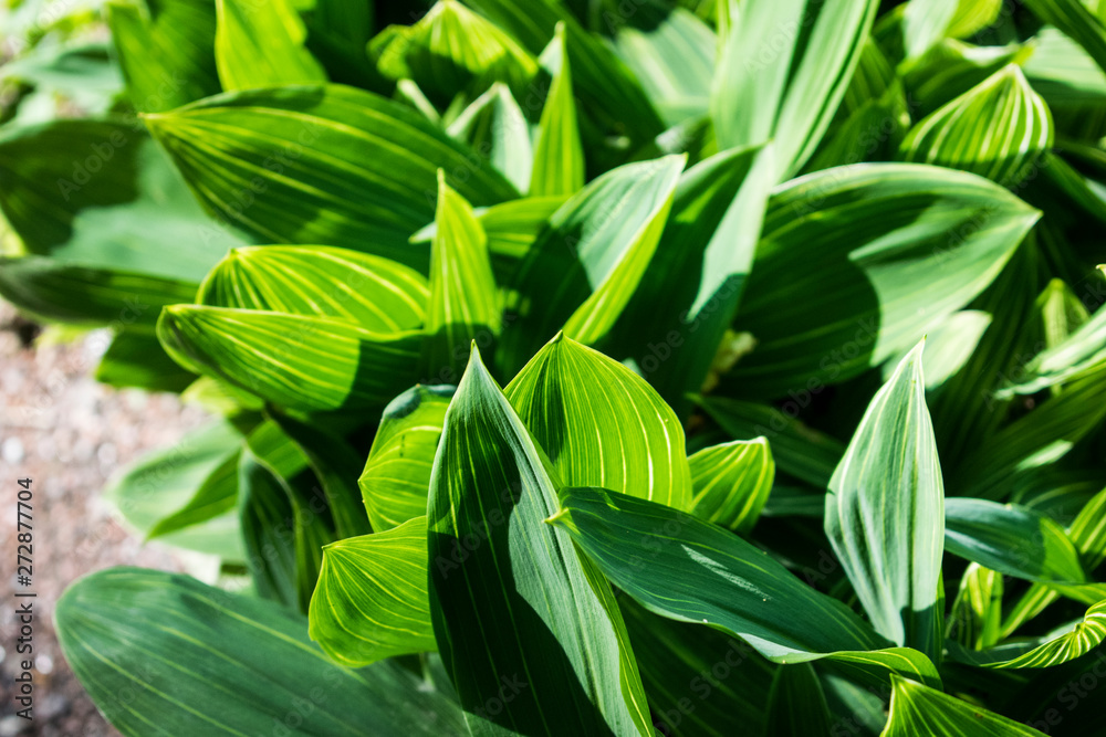 Green leaves macro photo. Natural close up photo. Green leaves macro photo. Natural close up photo.