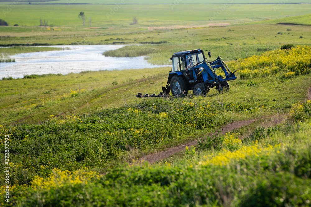 Tractor rides on the field. Summer sunny day. Blooming colza. Russian province. Tractor rides on the field. Summer sunny day. Blooming colza. Russian province.