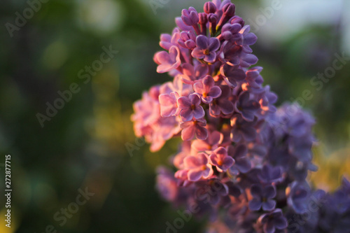 beautiful purple lilac branch at sunset on the background of green leaves