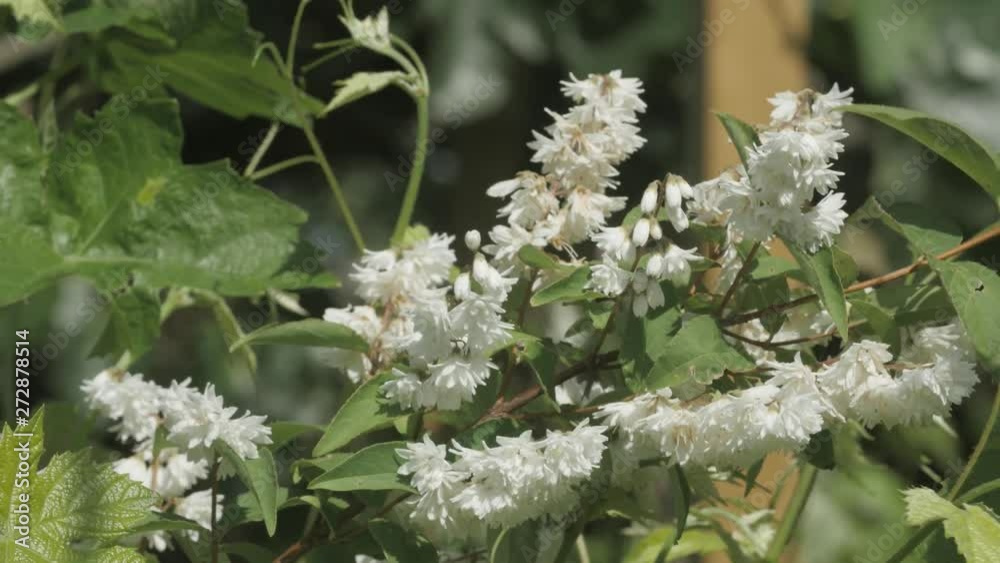 Branche fleurie d'une plante de jardin