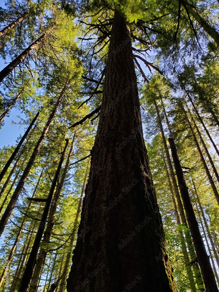 Obraz premium Tall pine