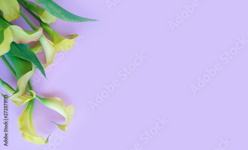 flower calla on a colored background frame
