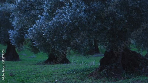 Olive (Olea europaea), Sierra de las Nieves National Park, Málaga, Andalusia, Spain, Europe