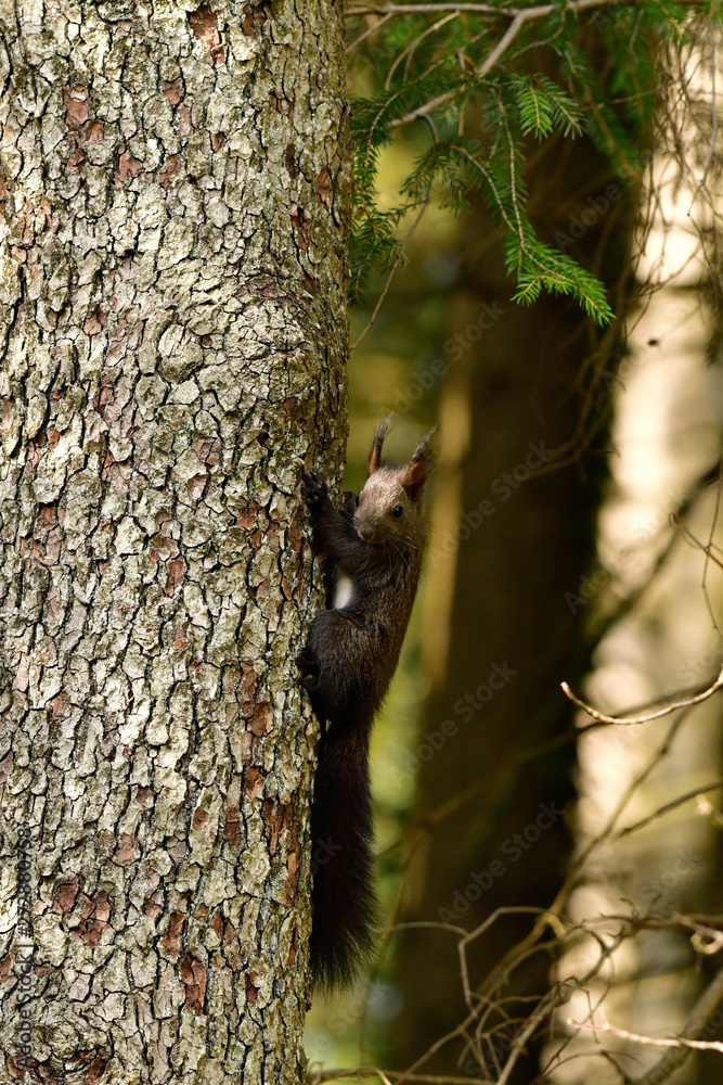 freilebendes eichhörnchen im wald - nature freilebendes eichhörnchen im wald - nature