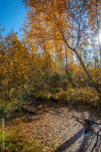 Autumn maple with crumbling leaves against the blue sky