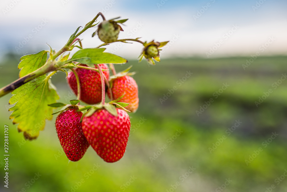 Strawberry field on fruit farm. Fresh ripe organic strawberry - obrazy, fototapety, plakaty 