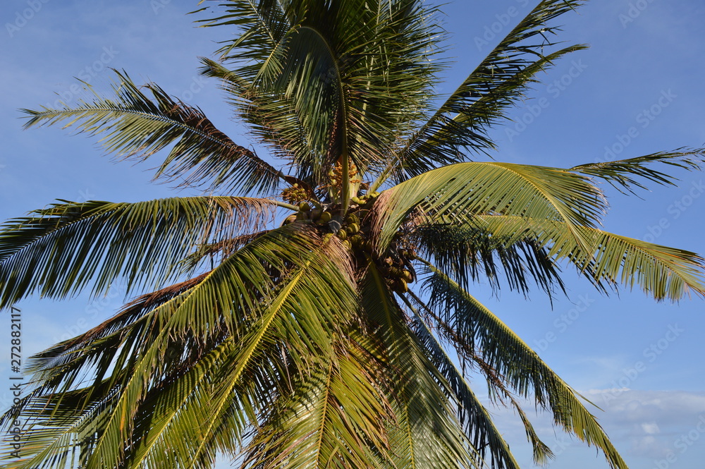 Fototapeta premium coqueiro coqueiral nordeste praia