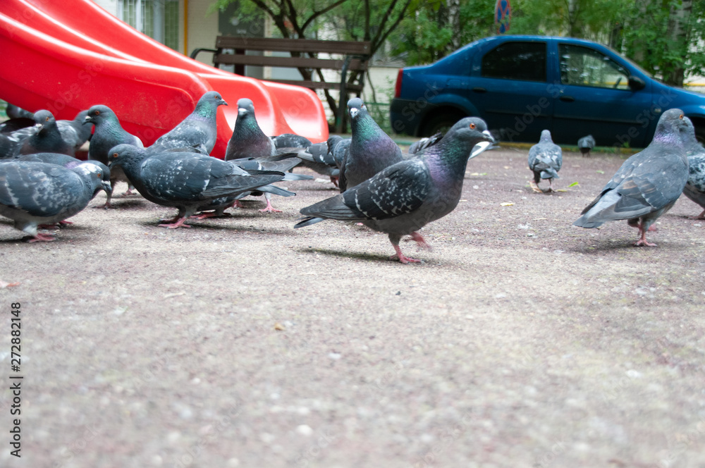 Obraz premium Голуби гуляют на детской площадке, сзади видна часть красной детской горки и синего автомобиля, фото с нижней точки