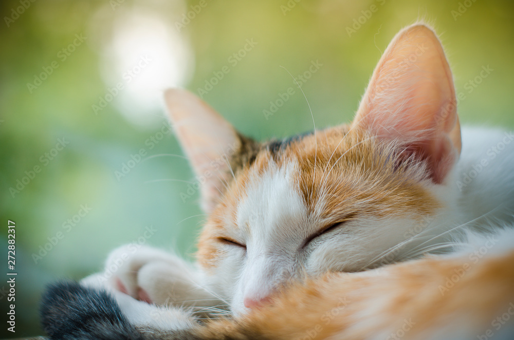 Tricolor cat sleeping near the window. Lazy. Tricolor cat sleeping near the window. Lazy.