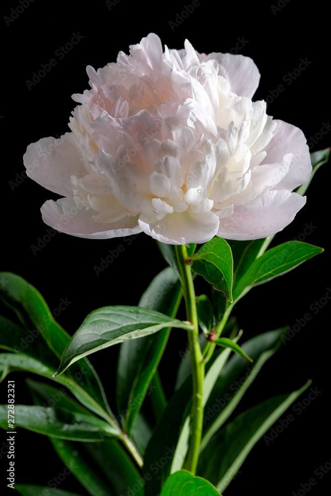 A white peony flower on a black background. A white peony flower on a black background.