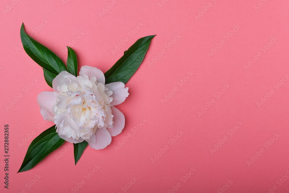 Fototapeta premium A white peony flower on a pink background.