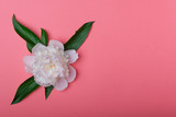A white peony flower on a pink background.